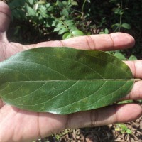 Alangium salviifolium (L.f.) Wangerin